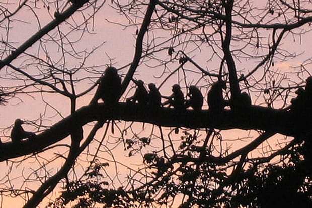 L'arbre aux singes à Niokolo-Koba