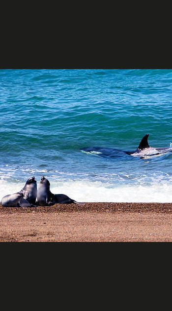 Voir les orques sur les plages de Patagonie