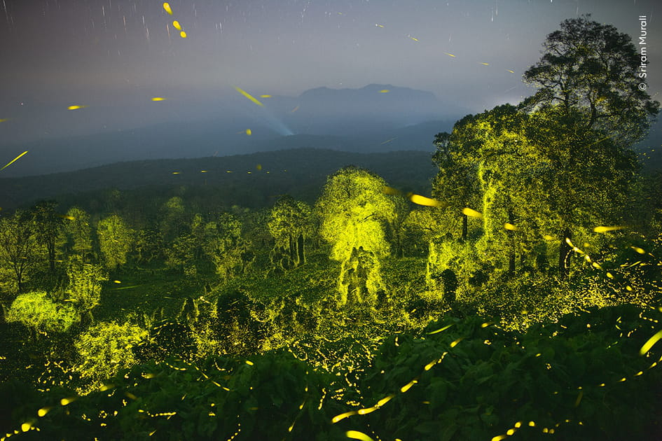 Lights fantastic de Sriram Murali, Inde