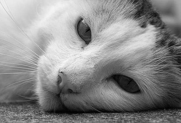 Le chat