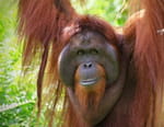 Orangs-outans, nos cousins rouges de la forêt