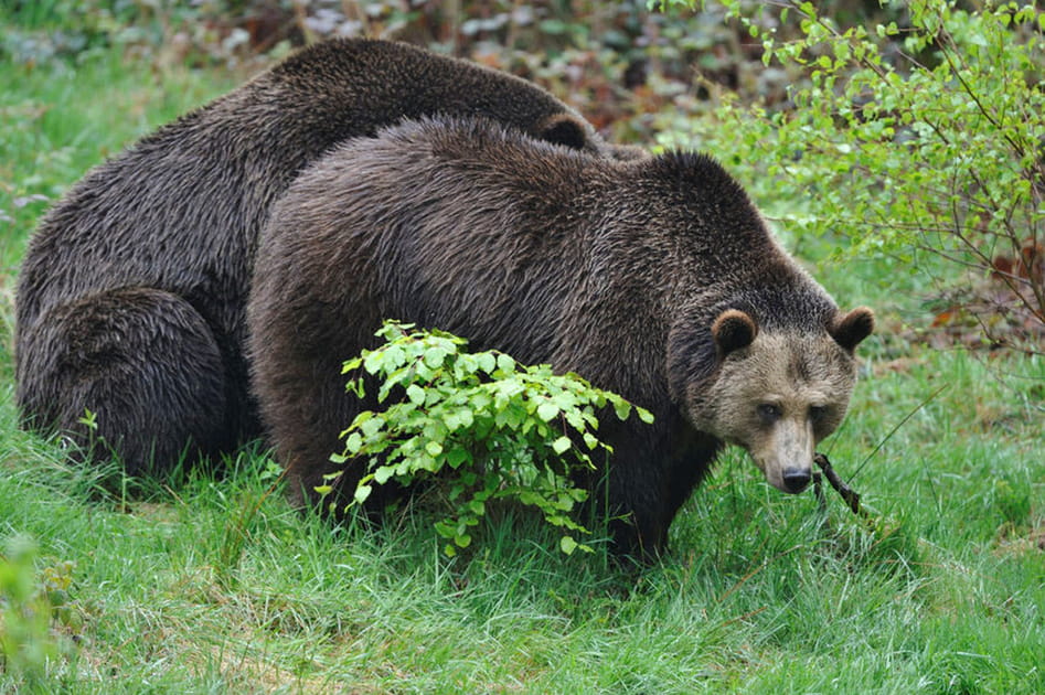 Chez les ours