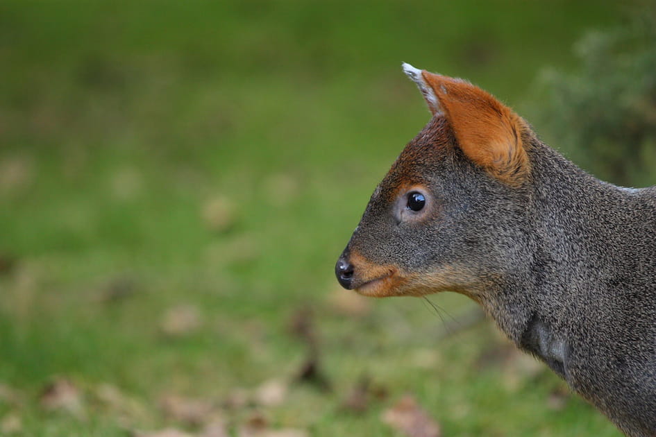 Le pudu du sud