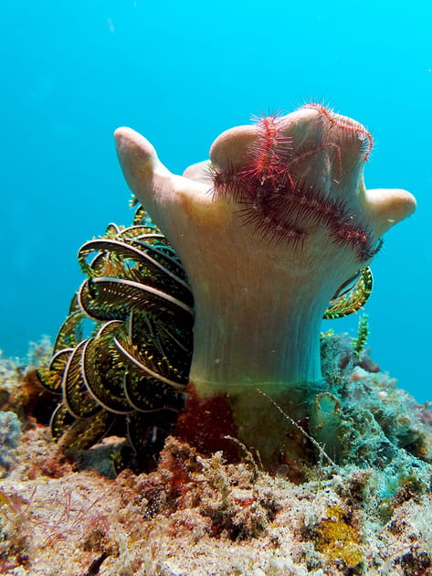 Main de corail joliment d&eacute;cor&eacute;e