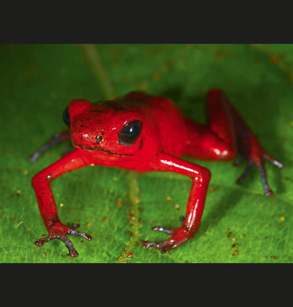 Amphibien rouge flamboyant au Costa Rica