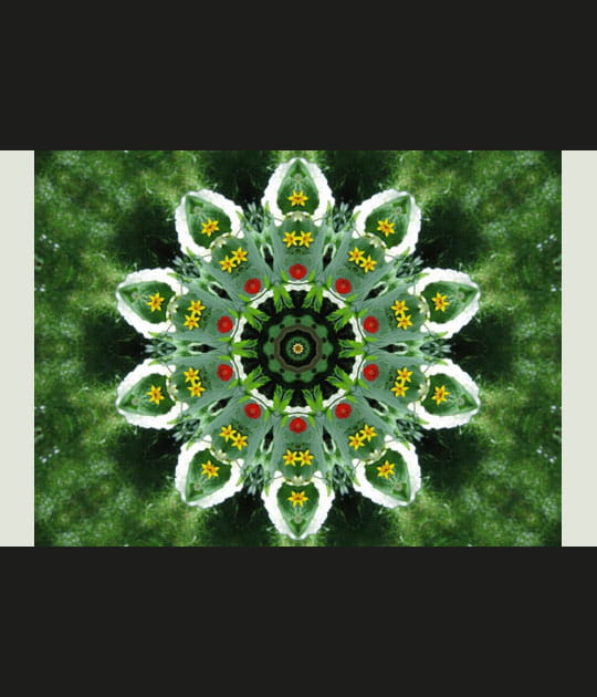 Fleurs printani&egrave;res