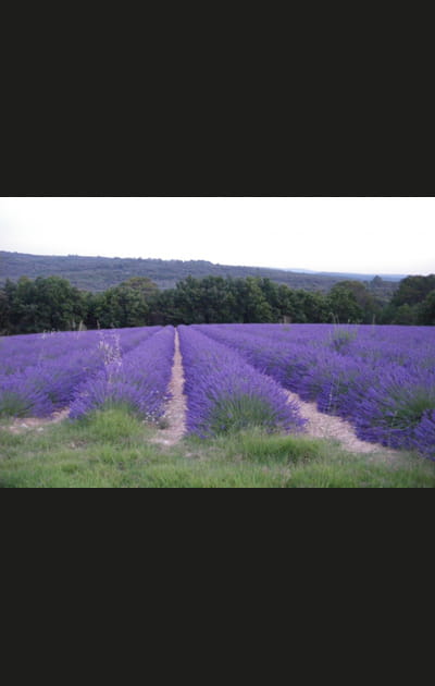 La route de la lavande