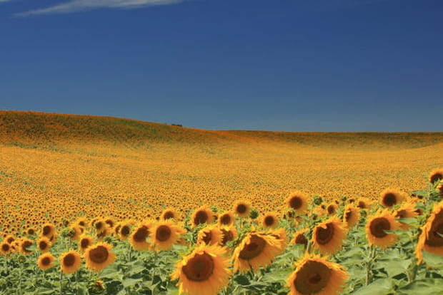 Le plateau de Valensole