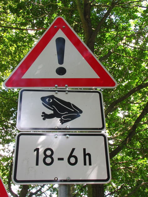 Invasion de batraciens