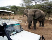 Sur le vif : Eléphant en furie