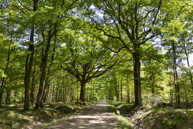 La forêt de Sénart à vélo, de Soisy à Tigery