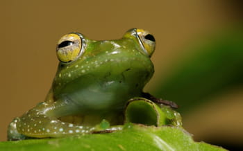 Zoom sur de bien singuliers animaux
