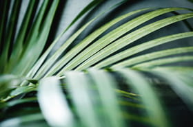 Ces 3&nbsp;plantes d'int&eacute;rieur peuvent vous aider &agrave; traverser l'hiver en pleine forme