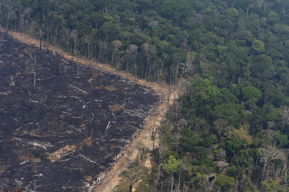 D&eacute;forestation et feux