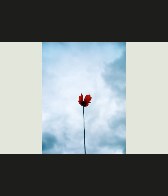 Coquelicot