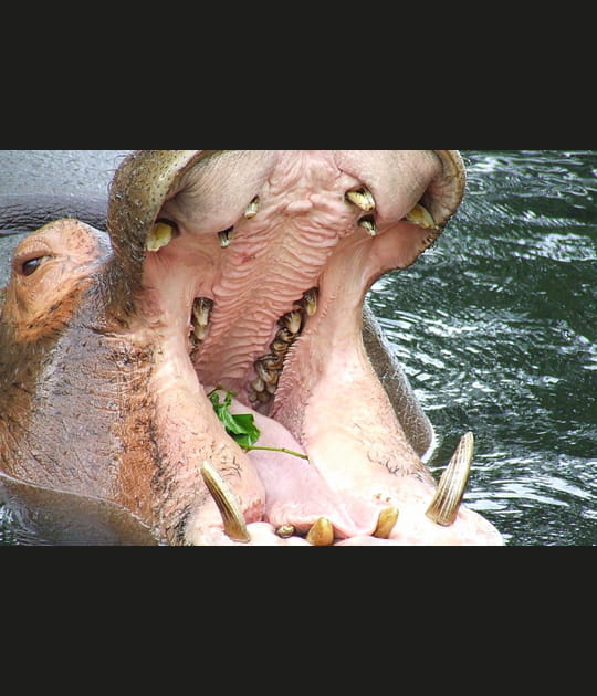 Hippopotame