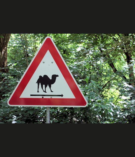 Travers&eacute;e de chameaux dans la for&ecirc;t&nbsp;?