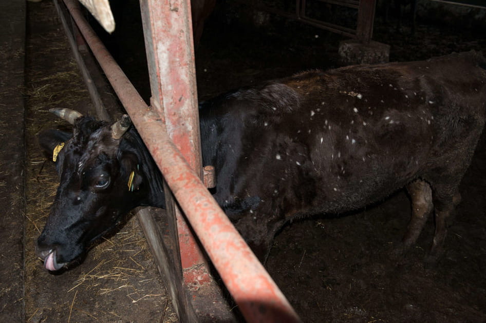 Vache malade