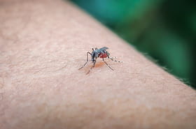 Deux cas de virus du Nil occidental d&eacute;tect&eacute;s pour la premi&egrave;re en &Icirc;le-de-France&nbsp;: quelle est cette maladie&nbsp;?