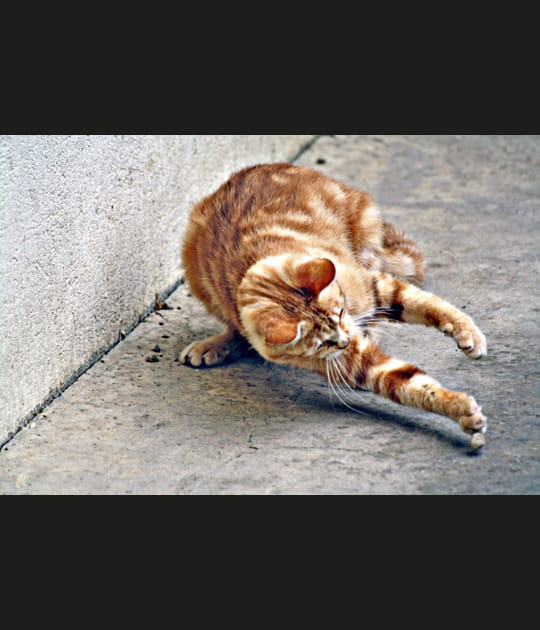 Jeu de chat