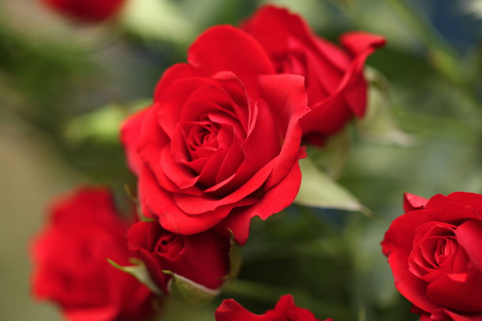 Une rose porte son nom