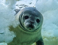 Les secrets des animaux des glaces
