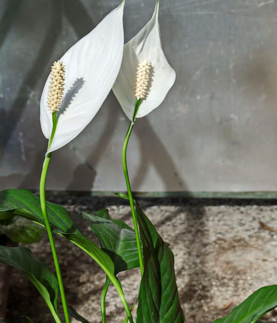 Le spathiphyllum, le v&eacute;g&eacute;tal le plus gracieux