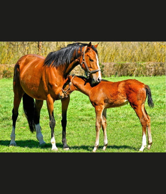 Tendresse printani&egrave;re