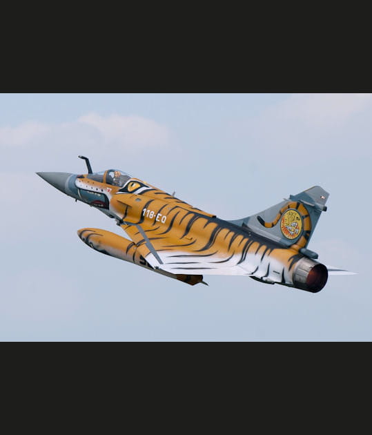Le tigre de Mont de Marsan
