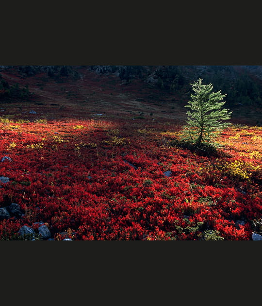 Symphonie de couleurs
