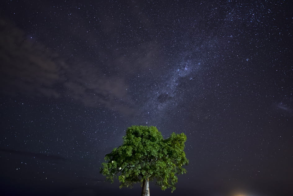 Le baobab et les &eacute;toiles
