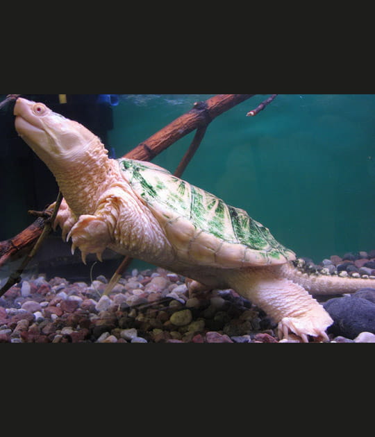 Tortue albinos