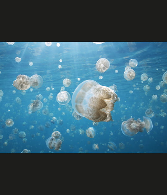 Un guide solaire pendant la migration