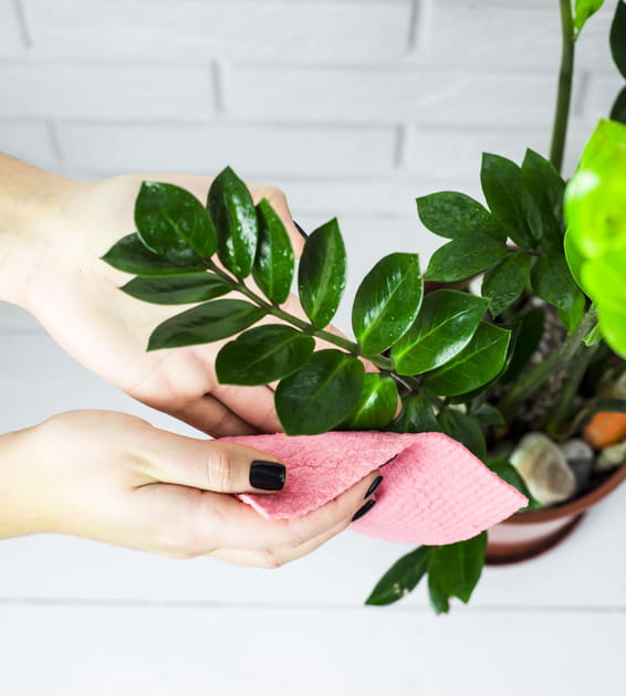Comment pr&eacute;parer vos plantes avant votre d&eacute;part en vacances&nbsp;?