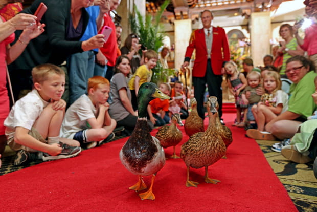 La parade des canards du Peabody Memphis Hotel, aux Etats-Unis