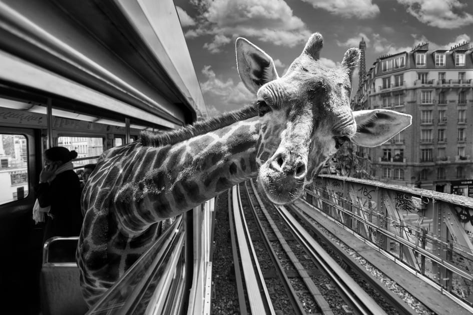 Les animaux sauvages s'invitent dans le m&eacute;tro