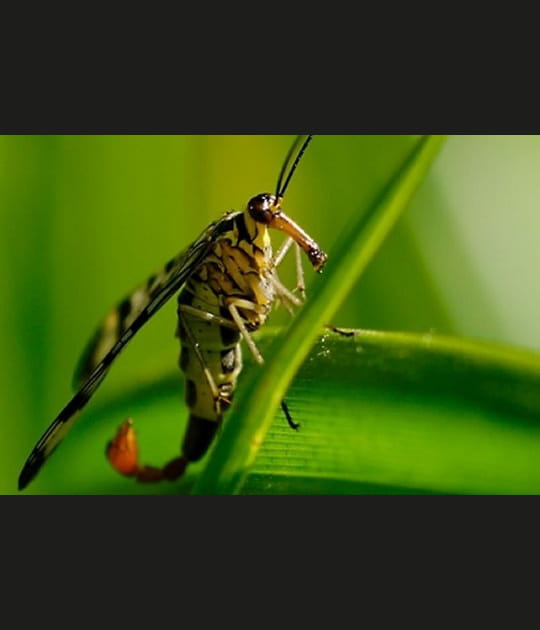 Impressionnante mouche scorpion