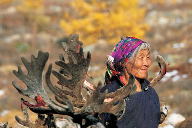 Chuluutiin, bergère de rennes