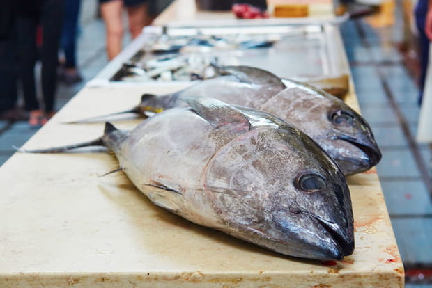 Les yeux de thon au Japon