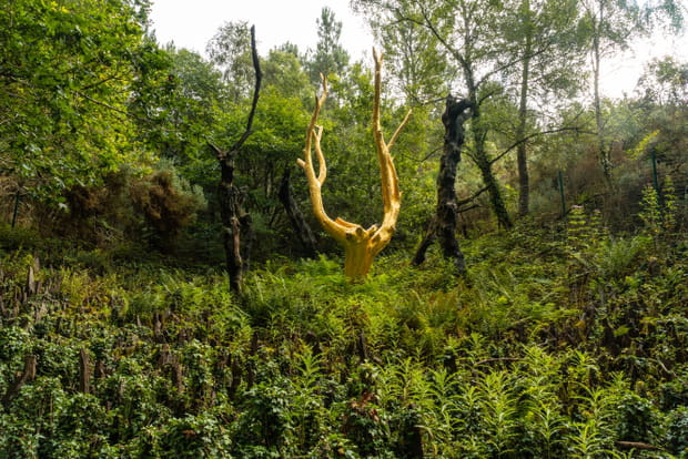 La forêt de Brocéliande, encore plus mystérieuse sous la pluie