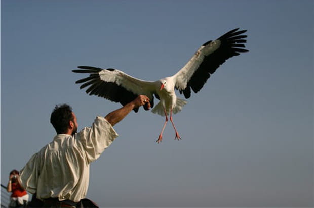 Le dresseur et la cigogne