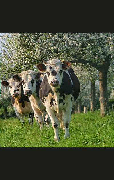 &quot;On ne trouve que des vaches et des pommes en Normandie&quot;