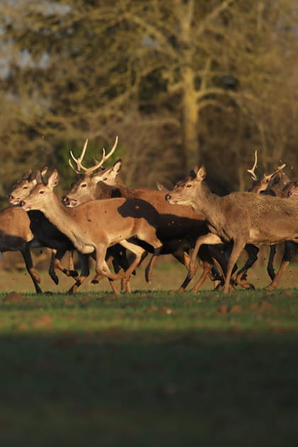 Comment pr&eacute;vient-on les accidents de chasse&nbsp;?