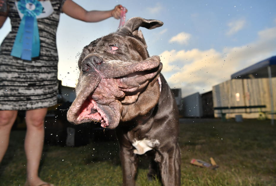 Chien le plus laid du monde