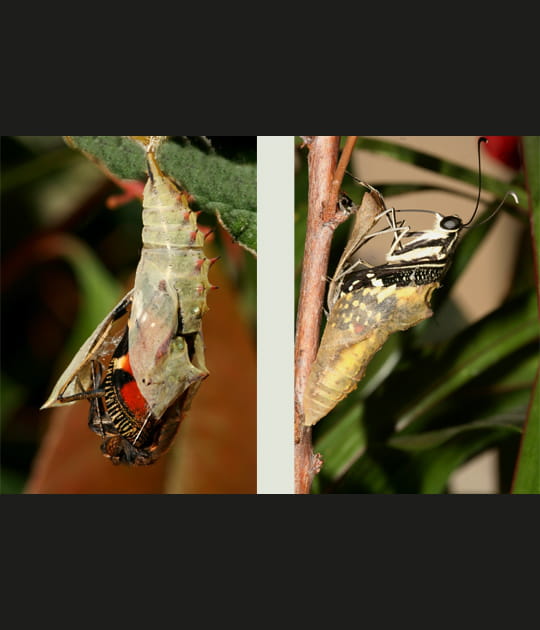 Eclosion de papillons