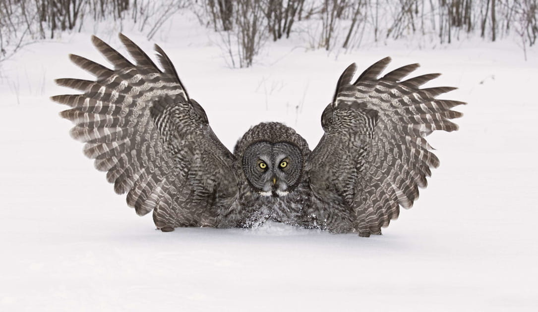 Hibou majestueux