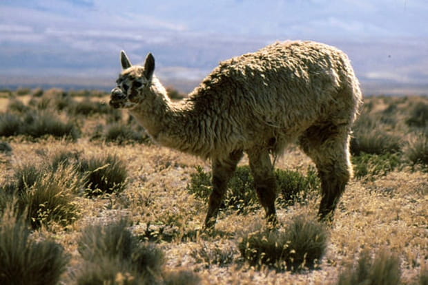 L'animal de compagnie péruvien