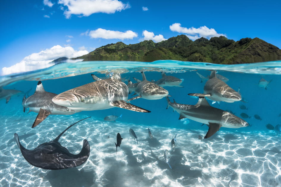 Au milieu des requins en Polyn&eacute;sie