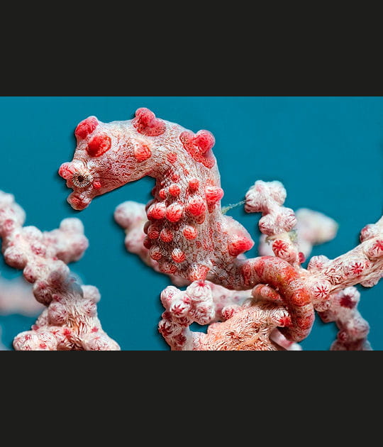 L'hippocampe pygm&eacute;e