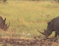 Au coeur des parcs nationaux : Parc national de Meru (Kenya)